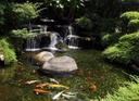 Fish Pond Liner - 45 mil EPDM Liner (x 50')