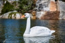 FLOATING SWAN DECOY