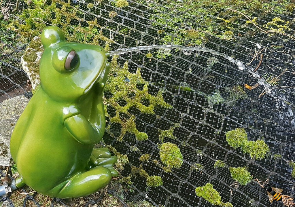 Bermuda Spitting Frog