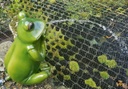 Bermuda Spitting Frog