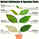 Plants FE Iron Supplement 8 oz.