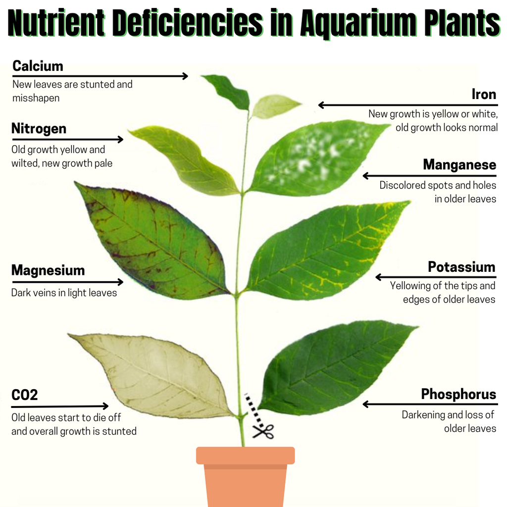 Plants P Phosphorus Supplement 8 oz.