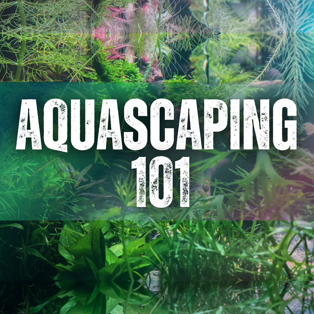 Aquascaping 101: Green Brook December 14th, 2024 1:00pm