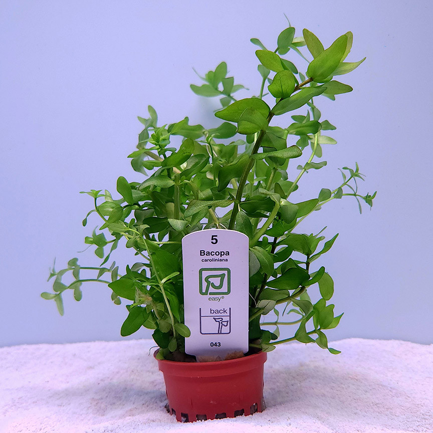 Bacopa caroliniana (Tropica)