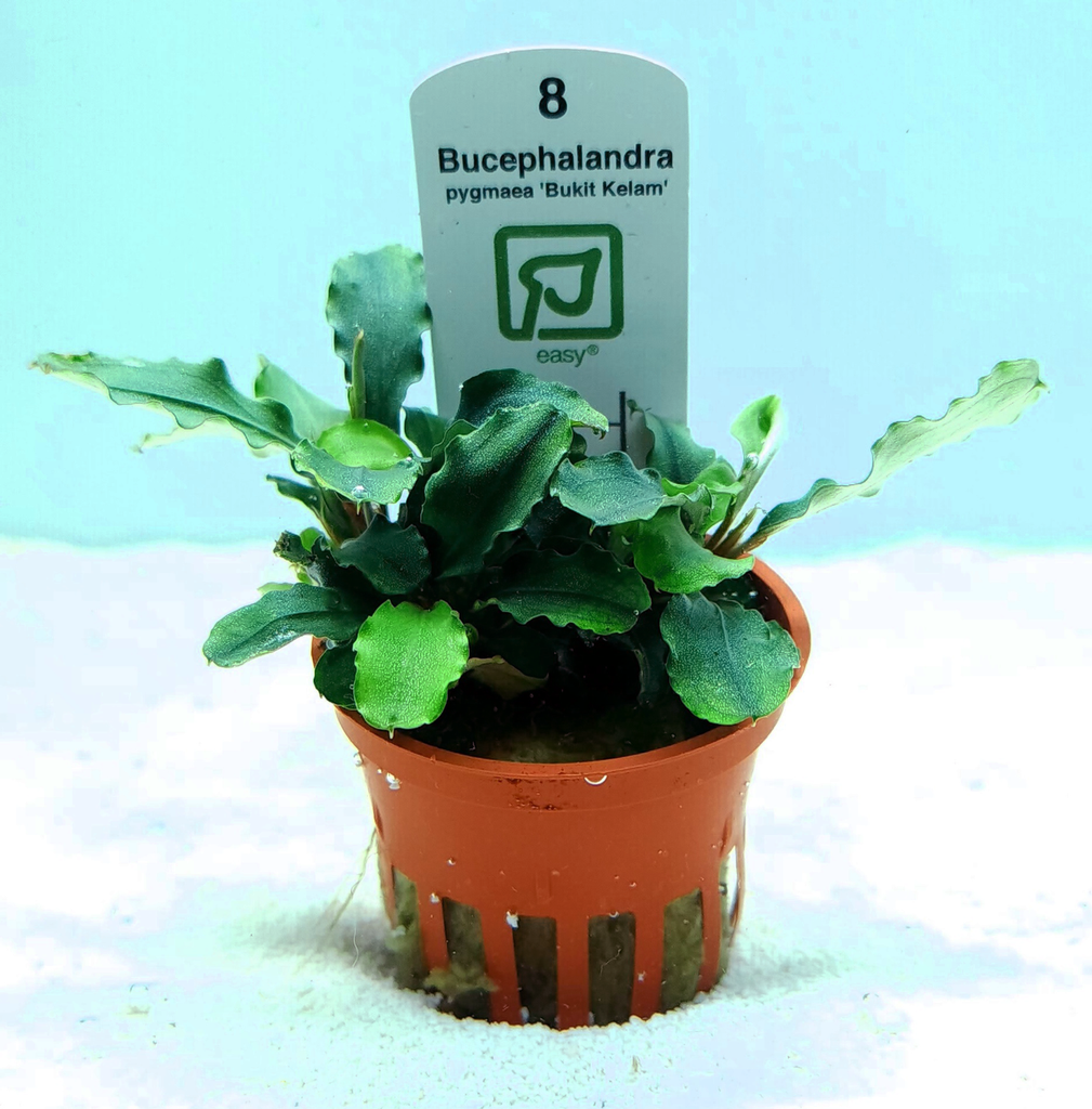 Bucephalandra pygmaea 'Wavy Green' (Tropica)