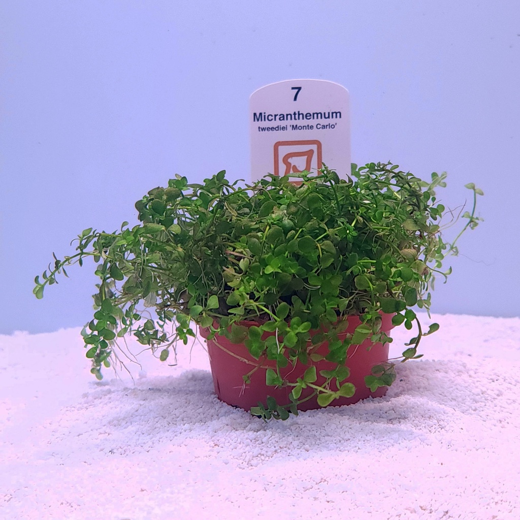 Monte Carlo (Micranthemum tweediei) (Tropica)