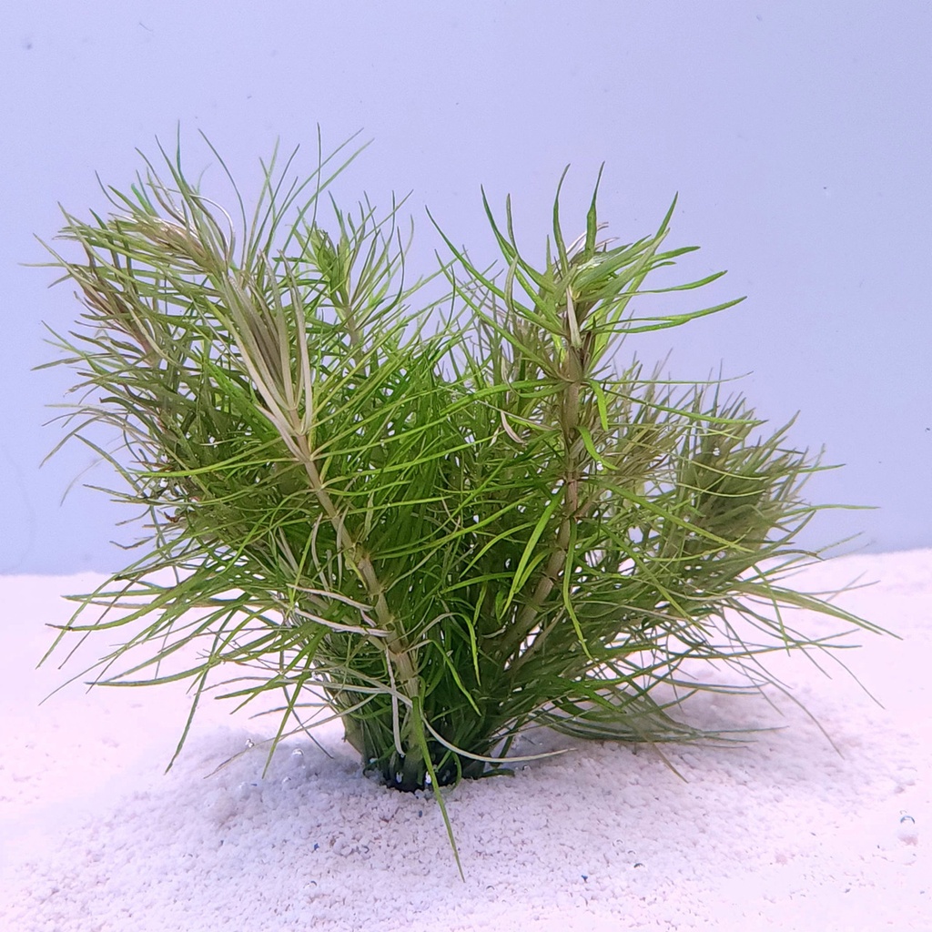 Pogostemon deccanensis (formerly Pogostemon Erectus)