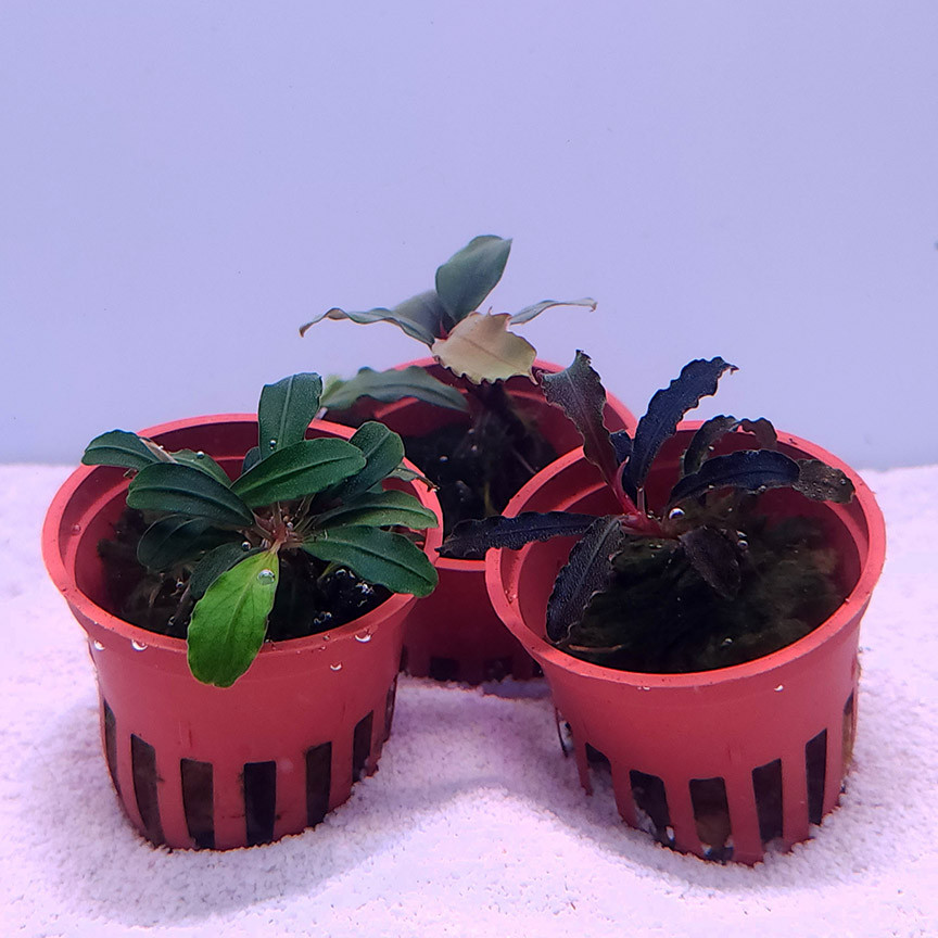 Assorted Bucephalandra