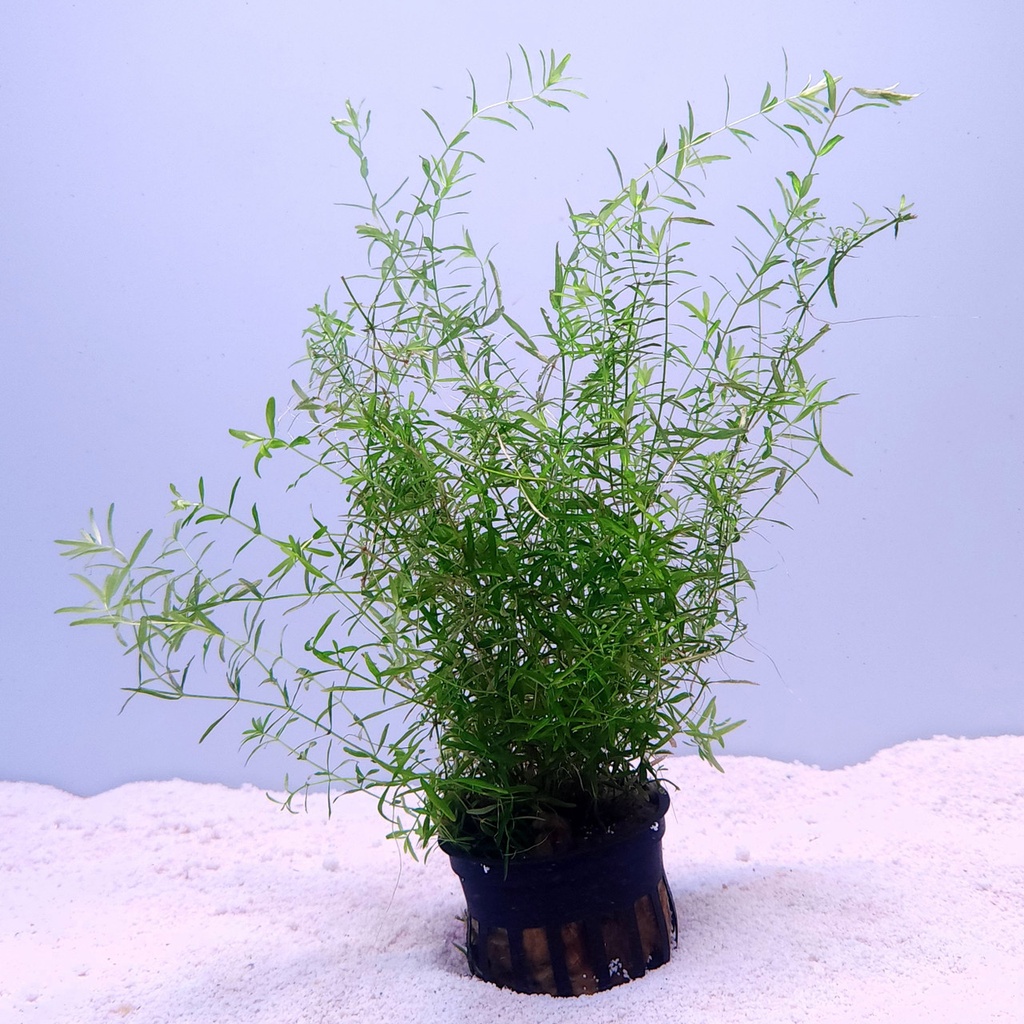 Pearl Weed (Hemianthus micranthemoides)
