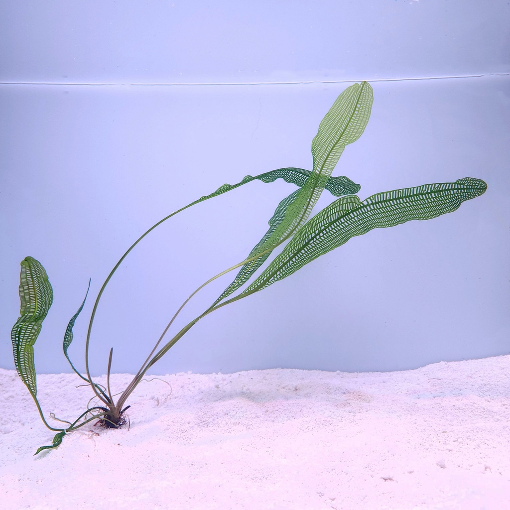 Madagascar Lace Bulb (Aponogeton madagascariensis)