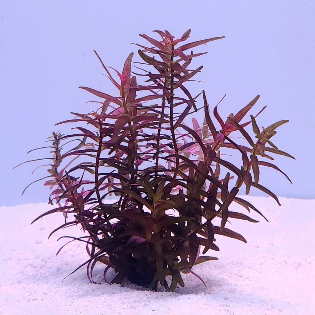 Rotala Magenta (Rotala macrandra 'narrow leaf')