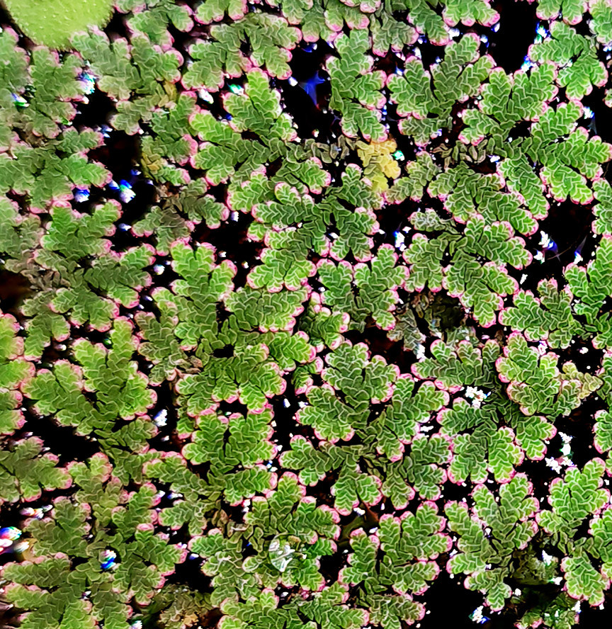 Fairy Moss (Azolla caroliniana)