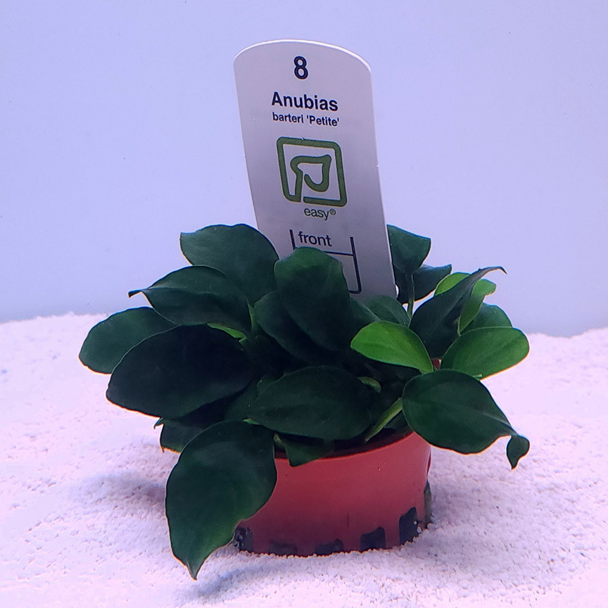 Anubias barteri 'nana petite' (Tropica)