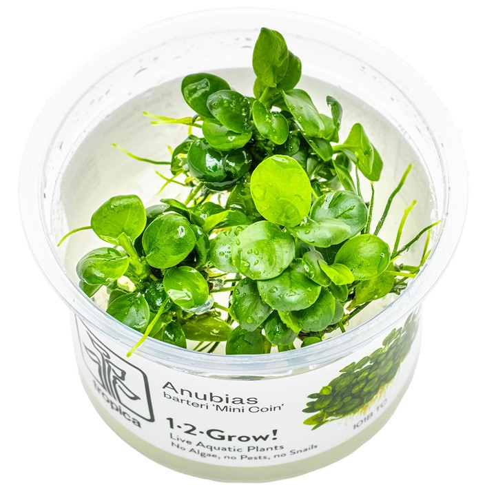 Anubias barteri 'Mini Coin' 1-2-Grow!