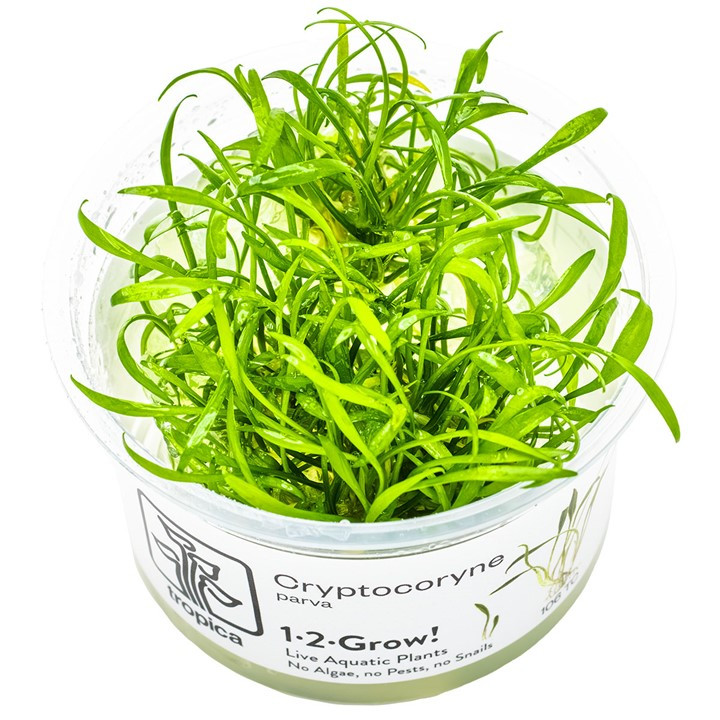 Cryptocoryne parva 1-2-Grow!