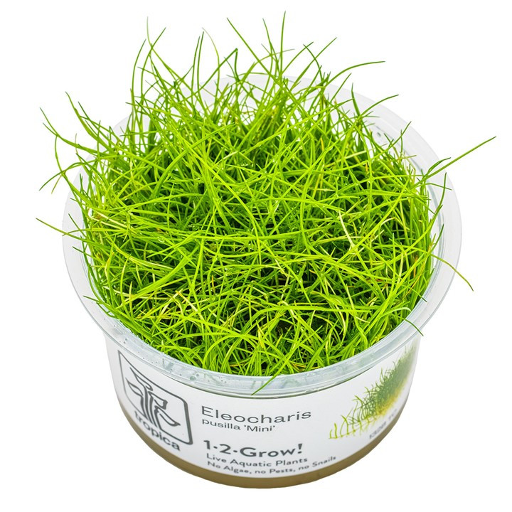 Eleocharis pusilla 1-2-Grow!