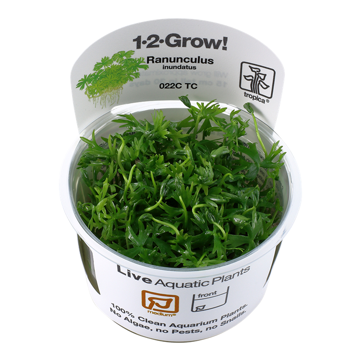 Ranunculus inundatus 1-2-Grow!
