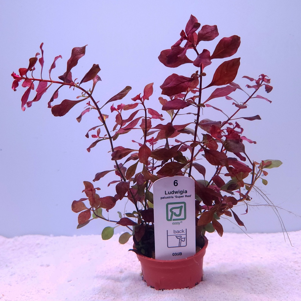 Ludwigia palustris (Tropica)