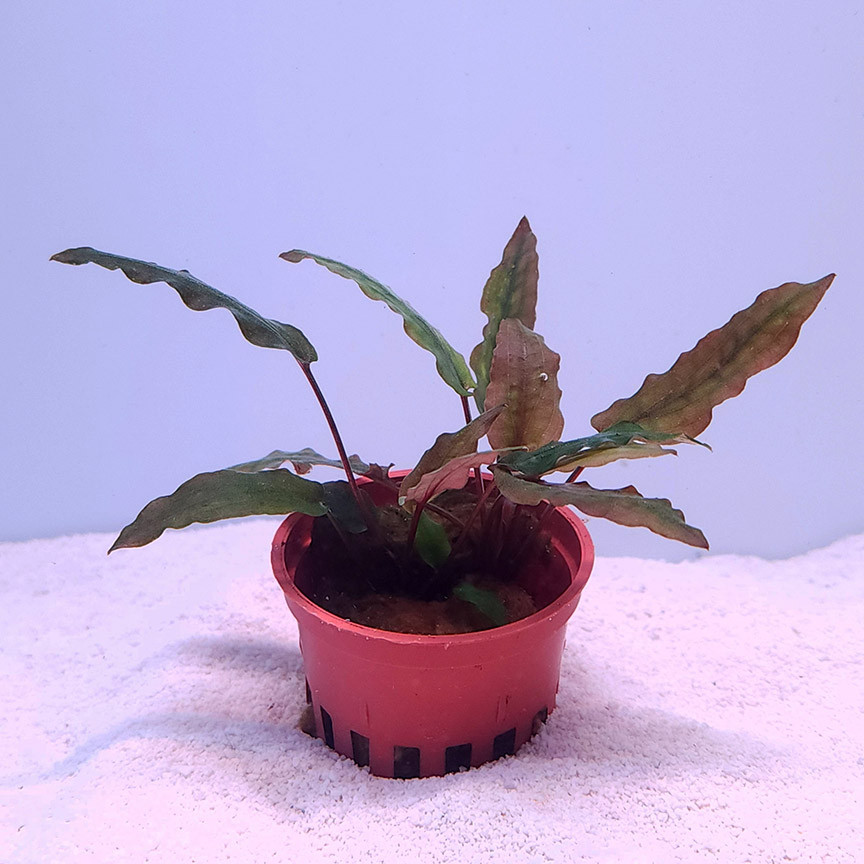 Cryptocoryne wendtii 'Red'