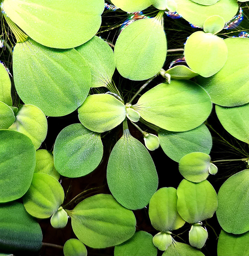 Mini Water Lettuce (Pistia stratiotes)