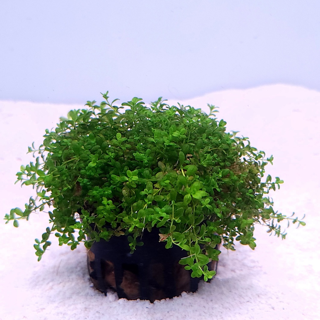 Dwarf Baby Tears (Hemianthus callitrichoides 'Cuba')
