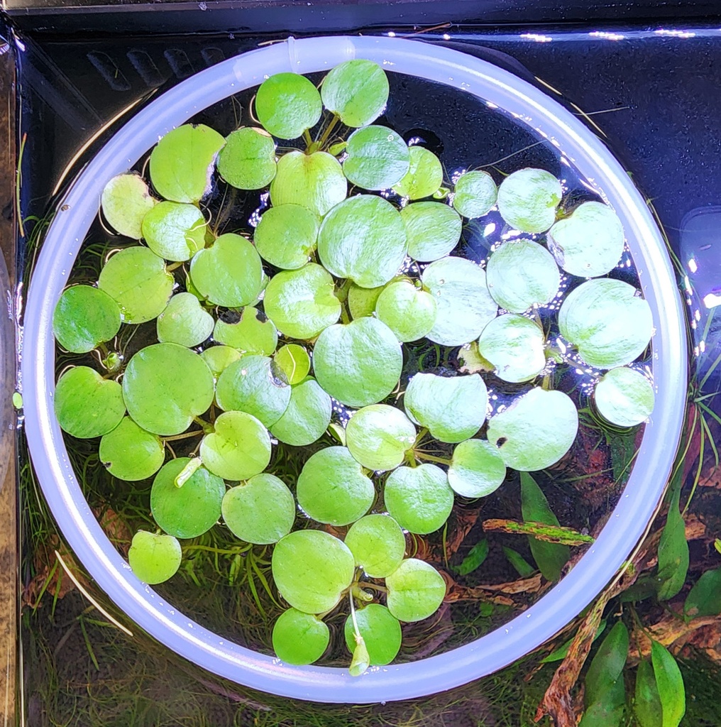 Floating Plant Ring 5&quot; (Small)