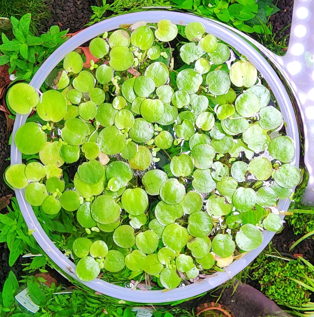 Floating Plant Ring 6.5&quot; (Medium)