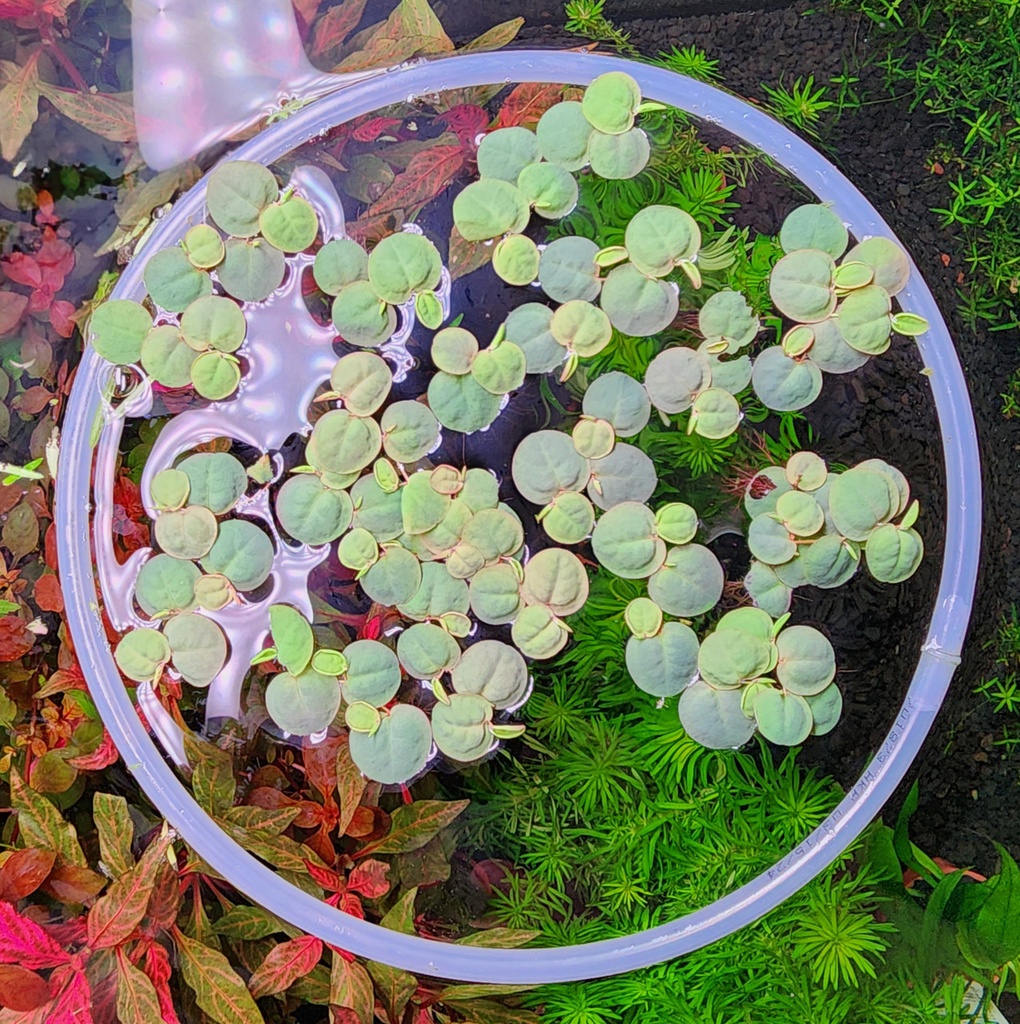 Floating Plant Ring 8&quot; (Large)