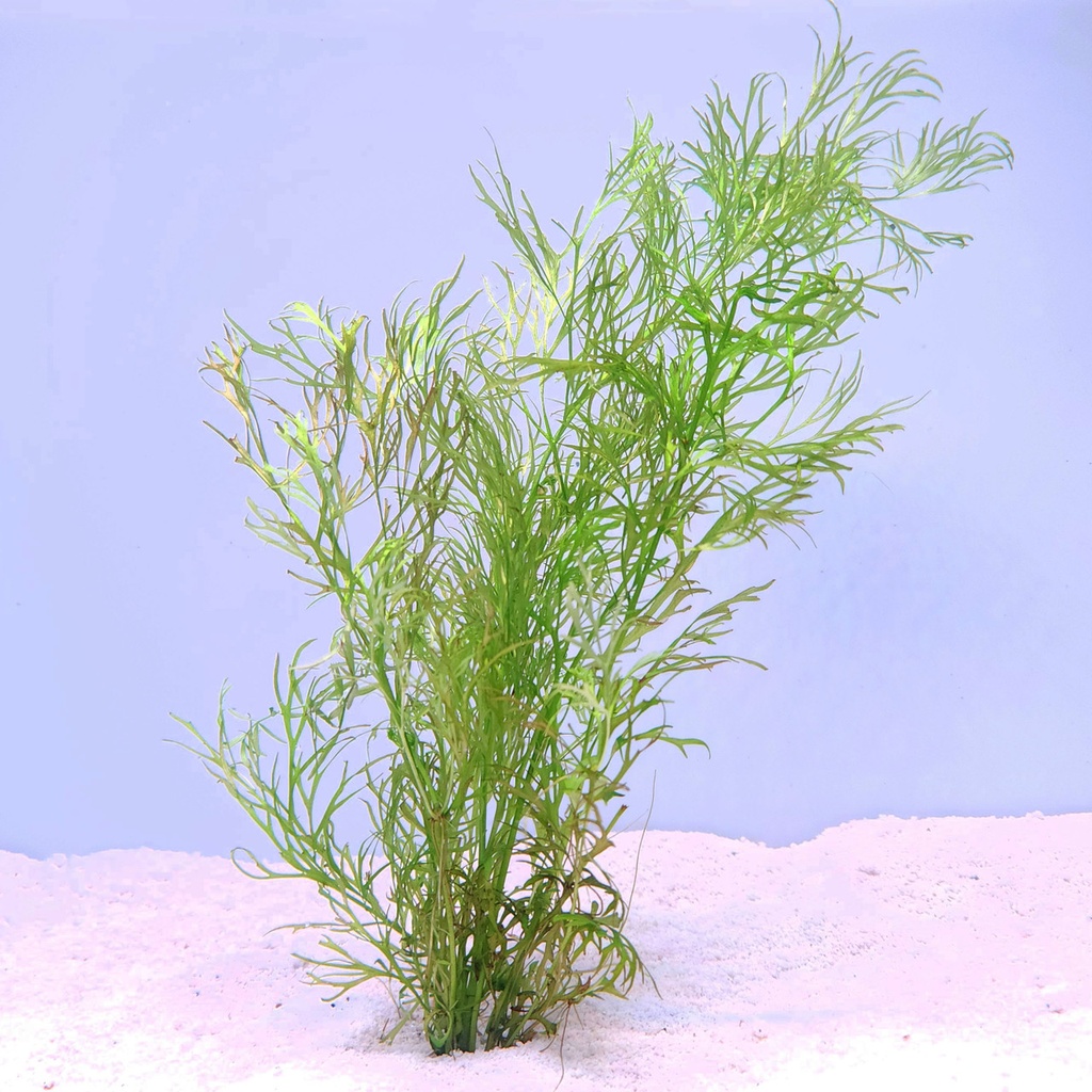 Water Sprite (Ceratopteris thalictroides)