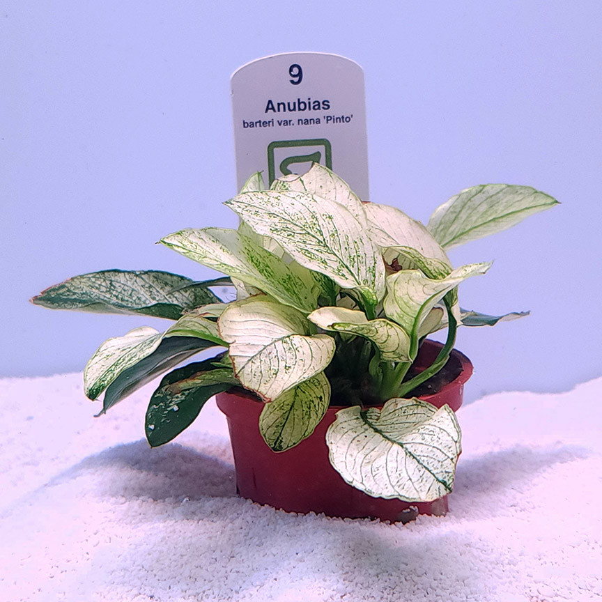 Anubias barteri 'Pinto' (Tropica)