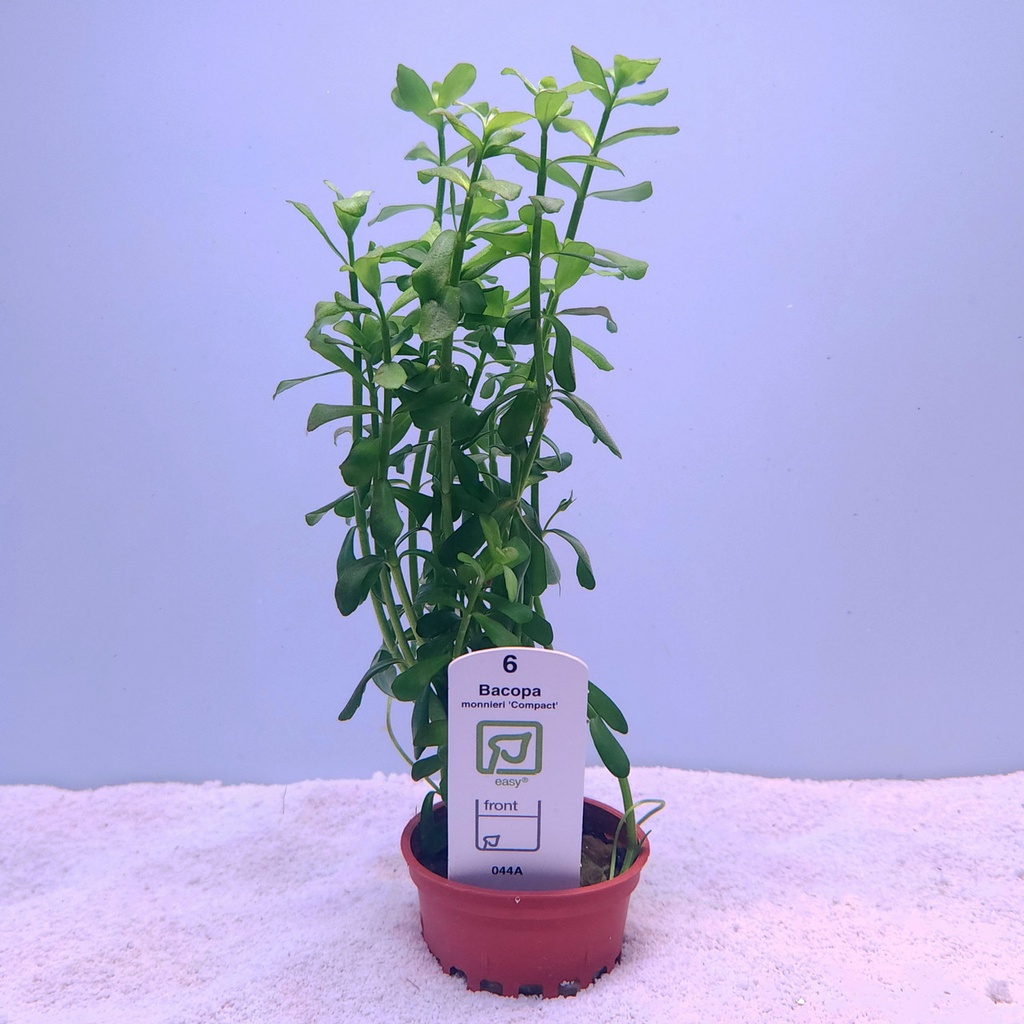 Bacopa monneiri 'Compact' (Tropica)