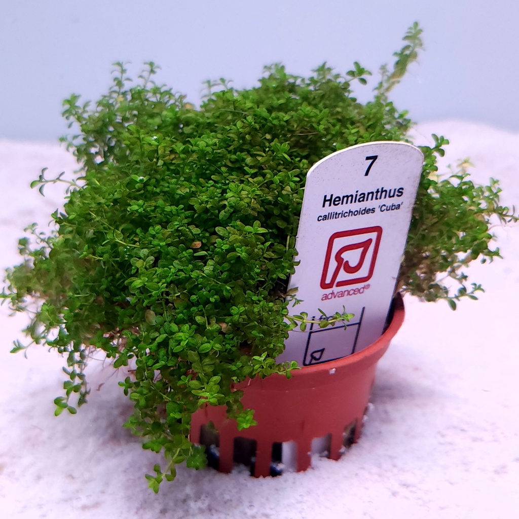 Dwarf Baby Tears (Hemianthus callitrichoides 'Cuba')(Tropica)