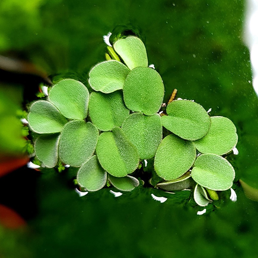 Salvinia sprucei