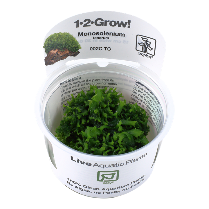 Monosolenium tenerum 1-2-Grow!