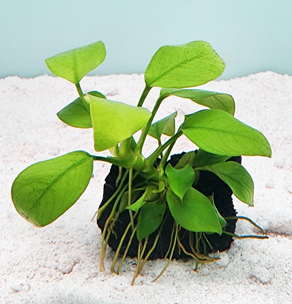 Anubias sp. on Lava Rock