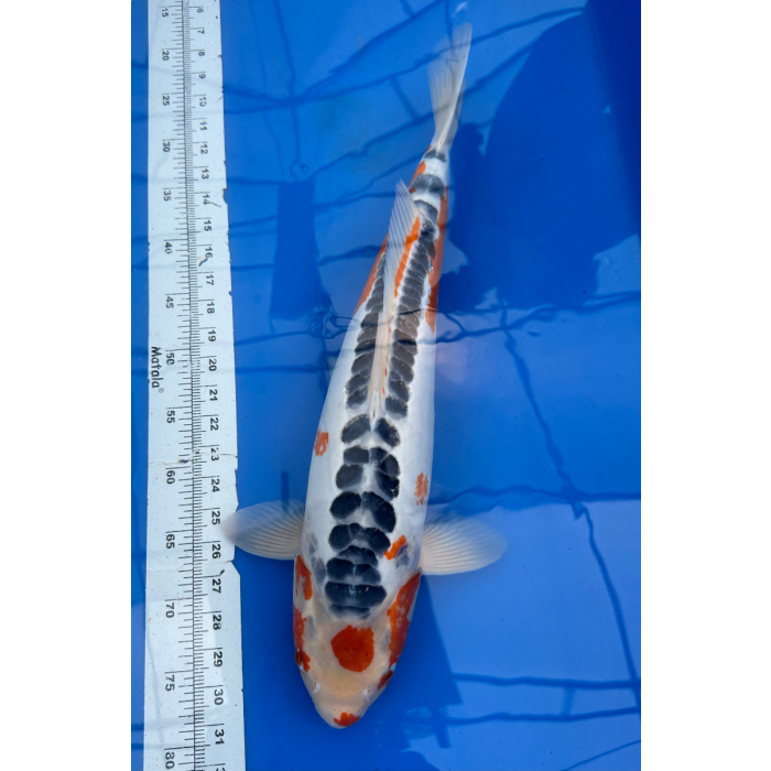 22” JAPANESE IMPORTED MARUTEN SHUSUI
