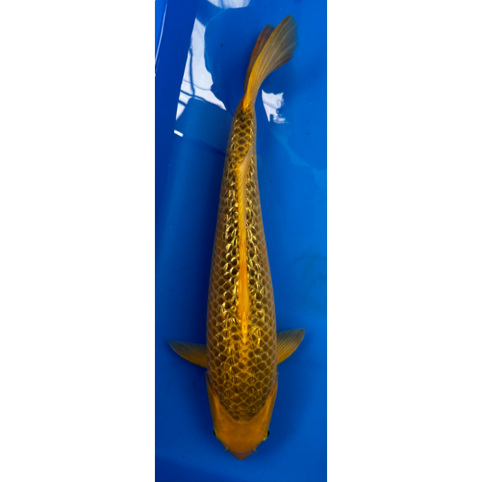 23” JAPANESE IMPORTED GINRIN KI MATSUBA