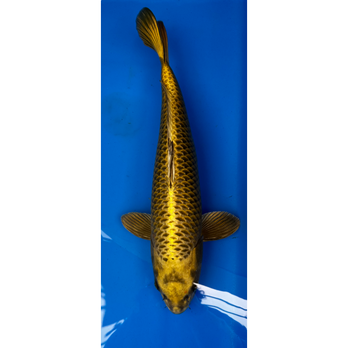 21” JAPANESE IMPORTED KIN KABUTO