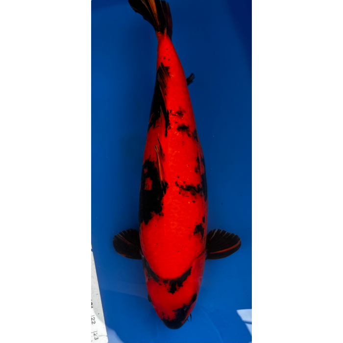 21.5” JAPANESE IMPORTED HI UTSURI - EK01-04