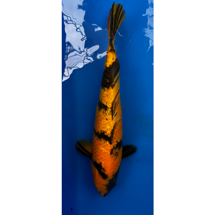 22” JAPANESE IMPORTED KI UTSURI
