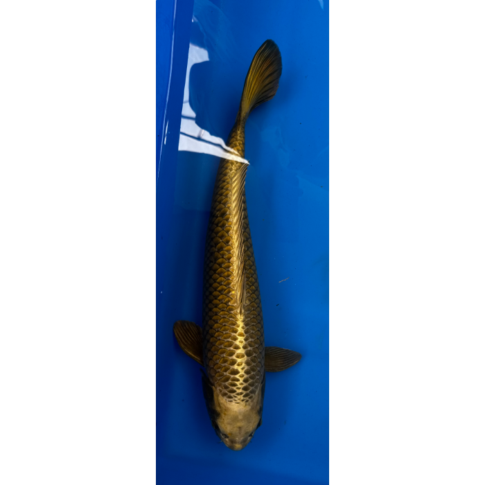 22” JAPANESE IMPORTED KIN KABUTO