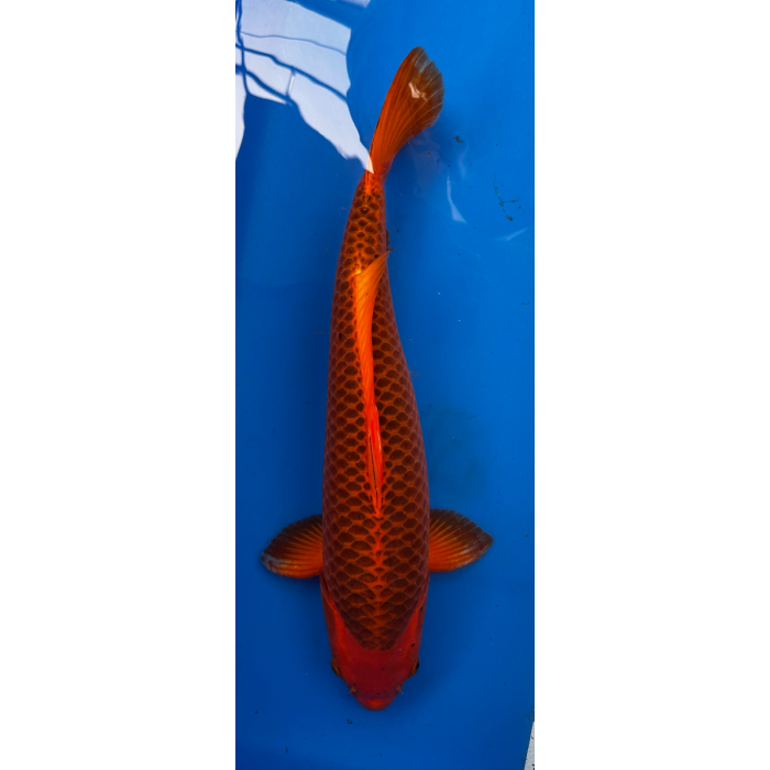 23” JAPANESE IMPORTED AKA MATSUBA