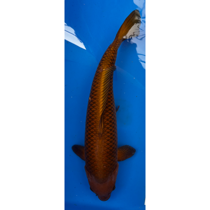 23” JAPANESE IMPORTED ROOT BEER CHAGOI