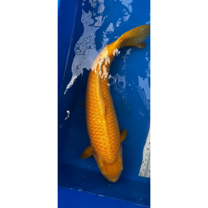 28.5” JAPANESE IMPORTED KARASHIGOI