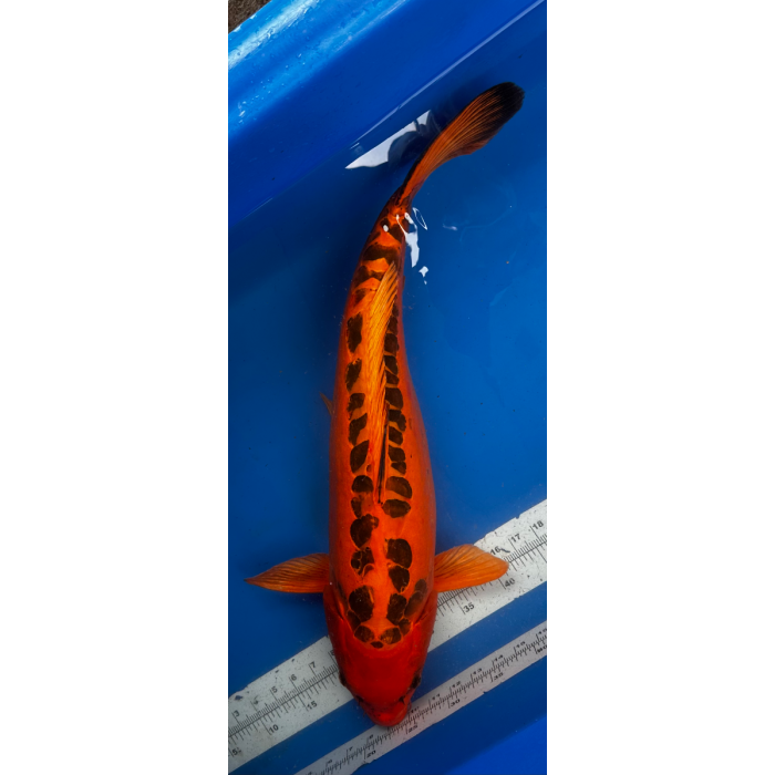 26” JAPANESE IMPORTED MIZUHO OGON