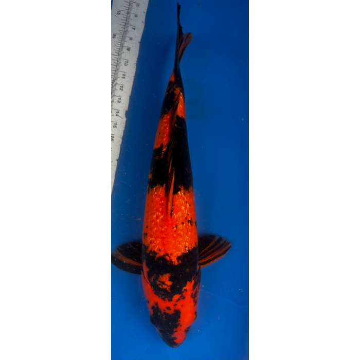 22” JAPANESE IMPORTED GINRIN HI UTSURI