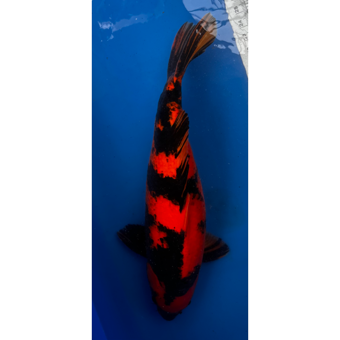 21” JAPANESE IMPORTED HI UTSURI