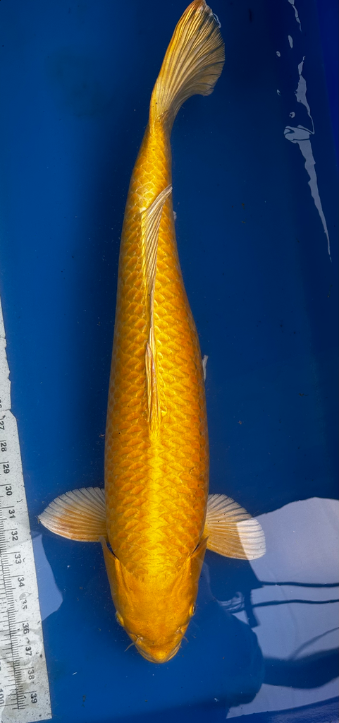 27” JAPANESE IMPORTED YAMABUKI OGON