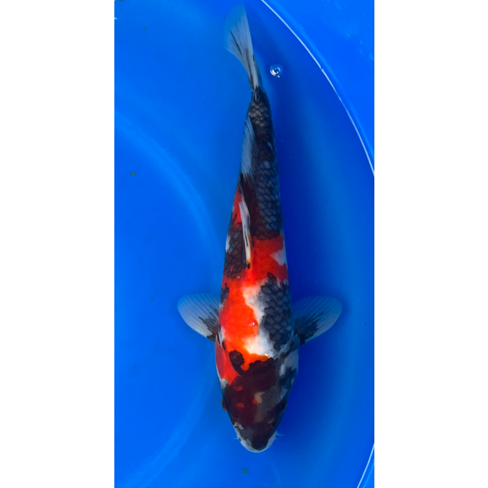 14” Japanese Imported Showa - EK6-6