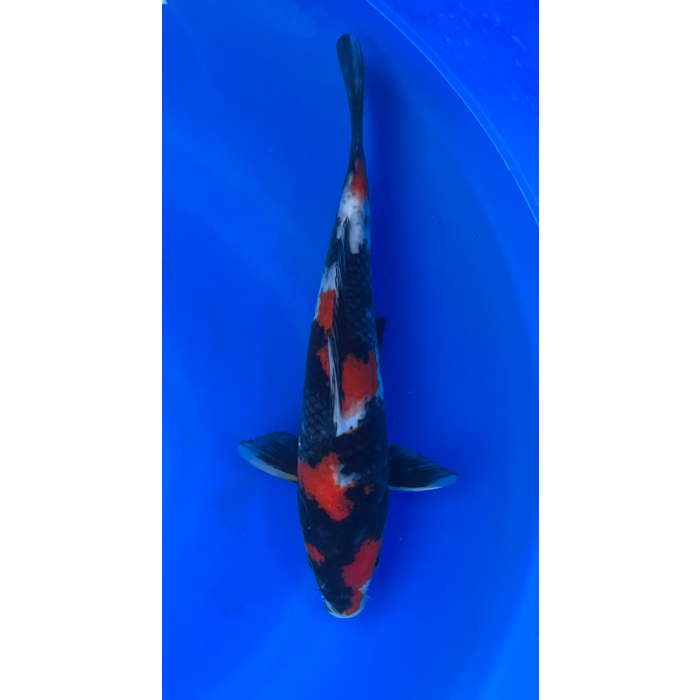13” Japanese Imported Showa - EK6-15